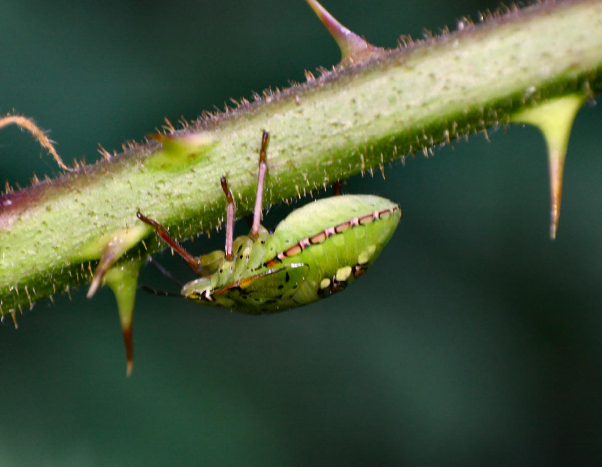 Pentatomidae: ninfa di Nezara viridula della Lombardia (MI)